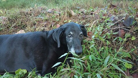 Miss Violet's Last Walk: A Heartbroken Farewell to Our Beloved Farm Dog (4K HD ASMR)