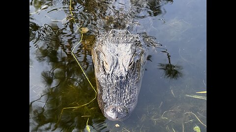 Buddy the alligator sees something and stares