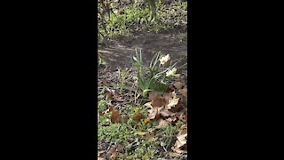 December Daffodils