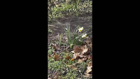 December Daffodils
