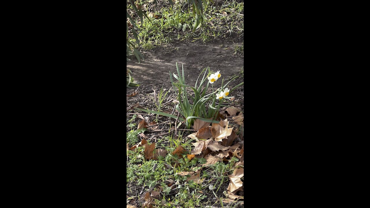 December Daffodils