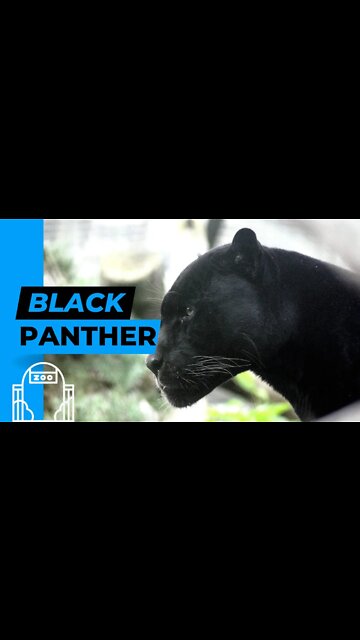 Tigers, Owls and Black Panthers!