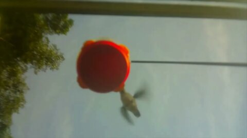 Hummingbird view like no other!