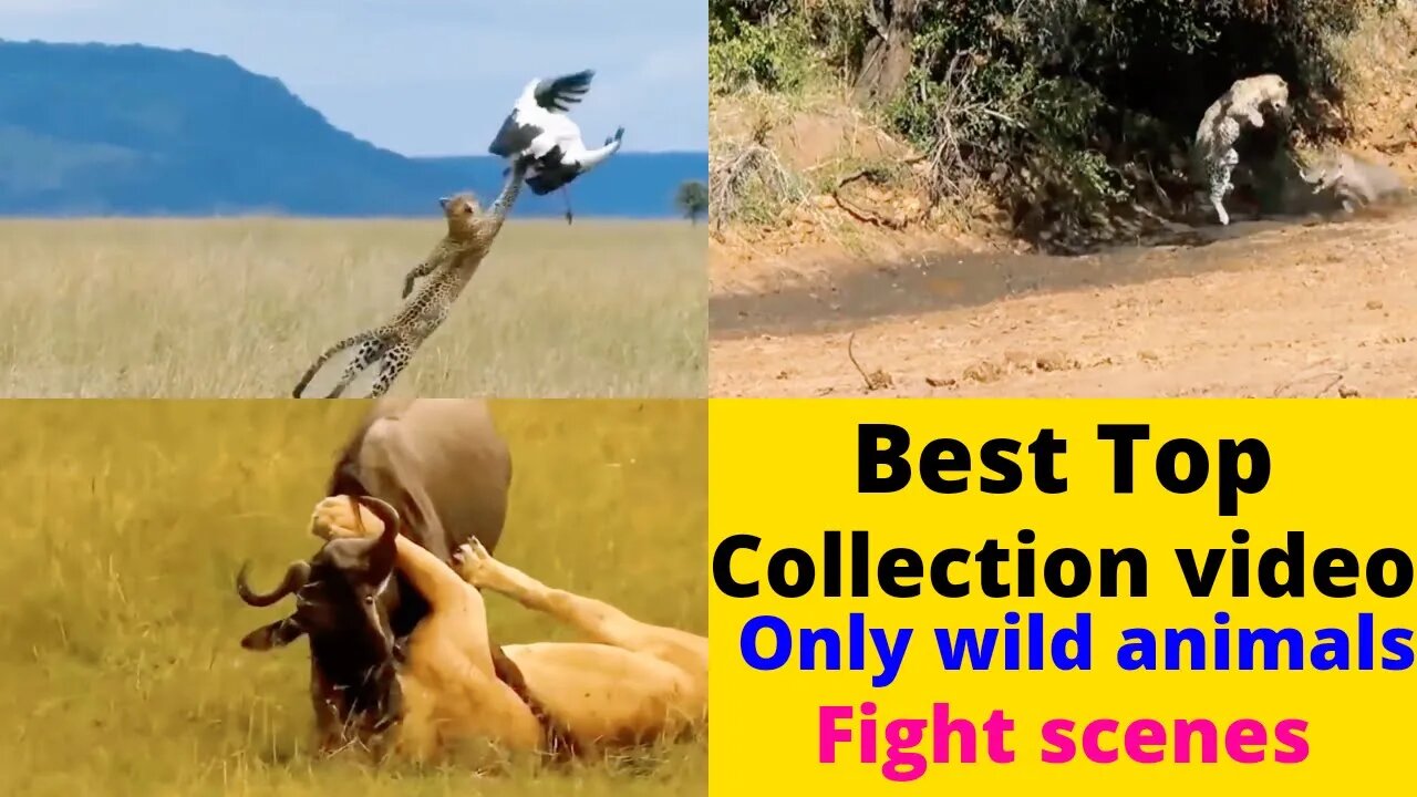 ultimate wild animals 4k video collection Top attack scenes ||@8K VIDEOS ULTRA HD