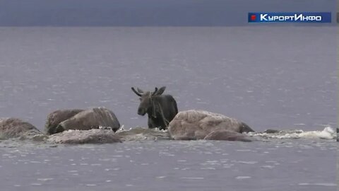 Тонущего лося спасли у побережья парка «Дубки»