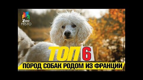 📹 Топ 6 пород собак родом из Франции | Top 6 Dog Breeds Originally from France