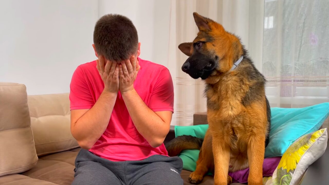 German Shepherd Puppy Reaction to Me Crying