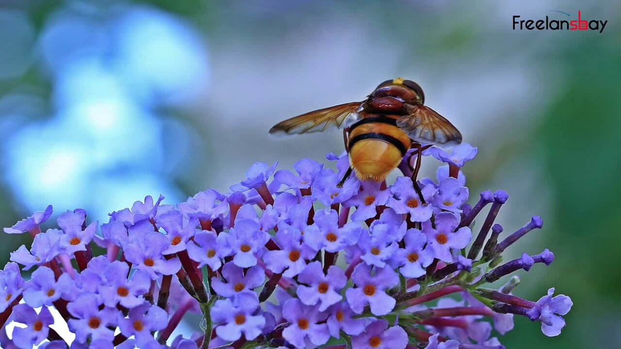 A great lesson from honey bee [Motivation] - Nature of honey bee [Inspiring story]