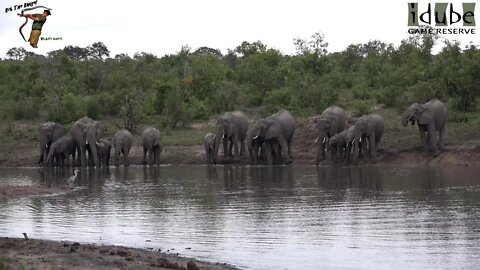 Big Thirsty Elephant Herd At Marula Dam