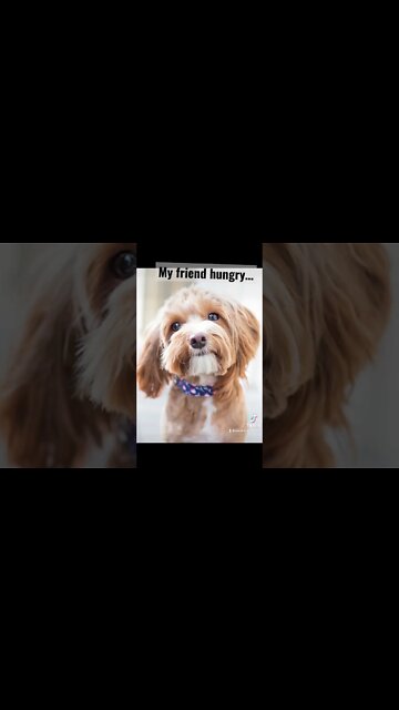 This is my friend …. #thirsty #hungry #starving #dogs #funny #jokes