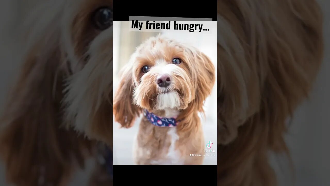 This is my friend …. #thirsty #hungry #starving #dogs #funny #jokes