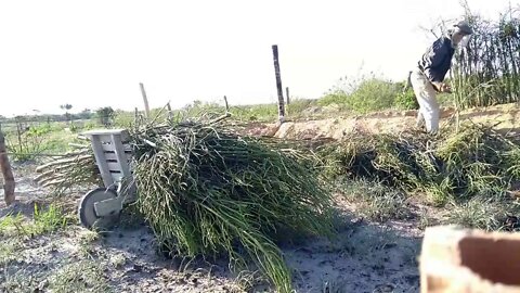 Cerca viva AVELÓZ OU EUPHORBIA TIRUCALLI trançando cerca viva avelós graveto do cão pecado pelado