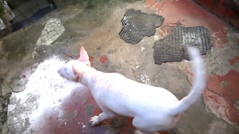 Bull Terrier brincando com a vassoura!