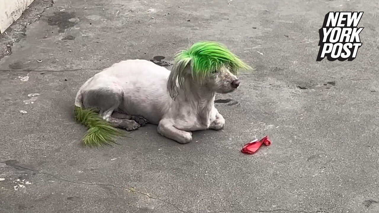 Punk-rock pooch has green hair so his owner can find him