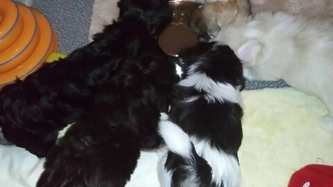 I Litter...Going Home this weekend(3)