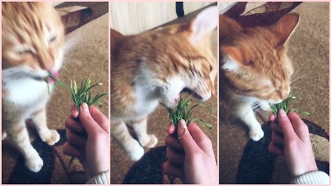 Cat that loves grass))