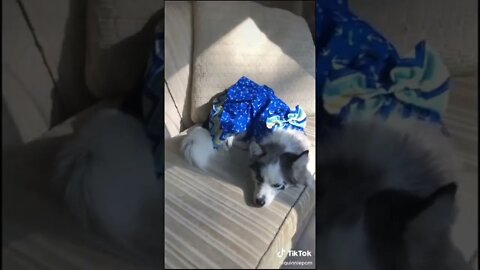 Lazy and I know it