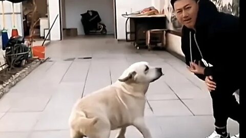 Why are some animals pets so weird!?