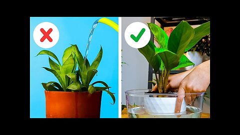 Useful plant hacks you can easily repeat! :)