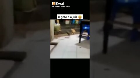 #shorts #viral #fy #brasil #rato #gato #juiz