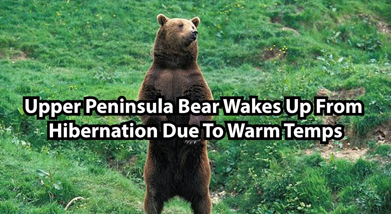 Upper Peninsula Bear Wakes Up From Hibernation Due To Warm Temps