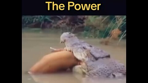 Crocodiles are insane!