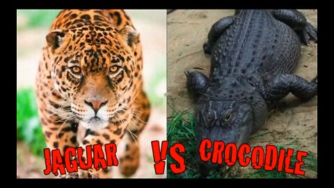 Crazy Jaguwar and cocodile Fight