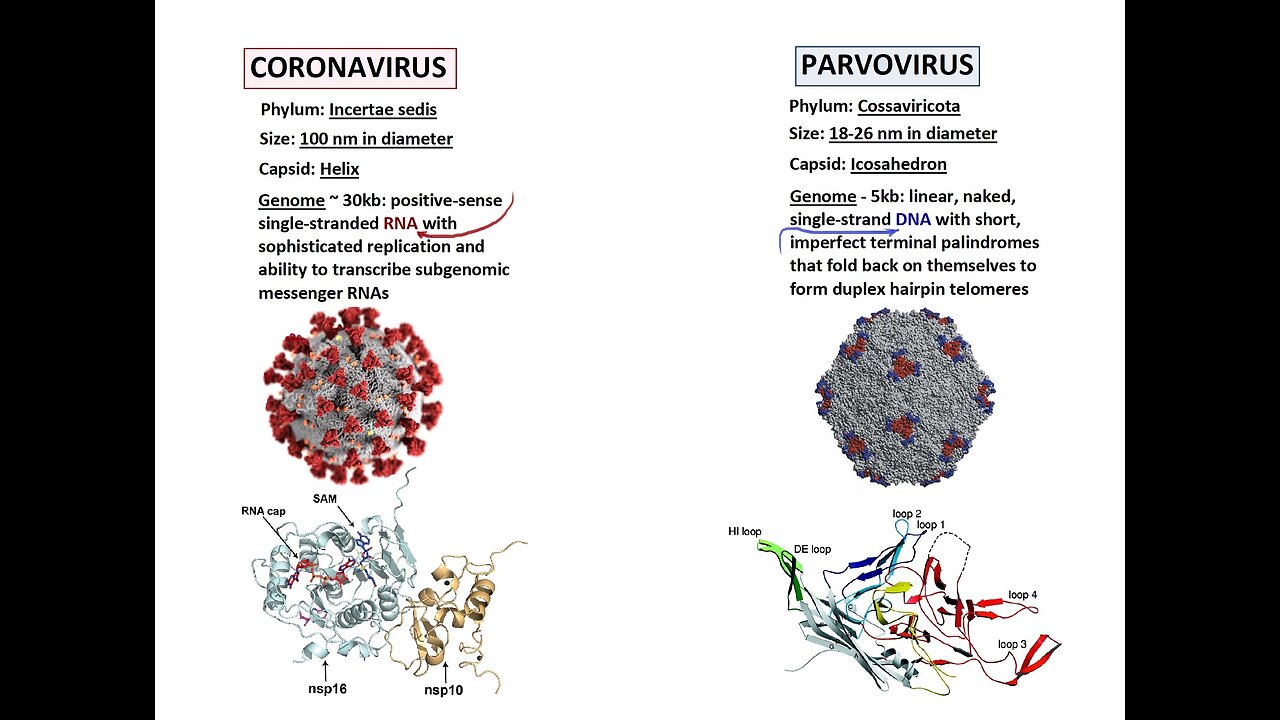 PARVOVIRUS-19 IN PREGNANCY