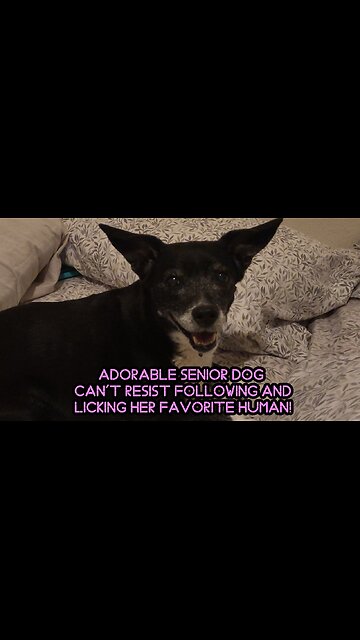 Adorable Senior Dog Can't Resist Following and Licking Her Favorite Human!