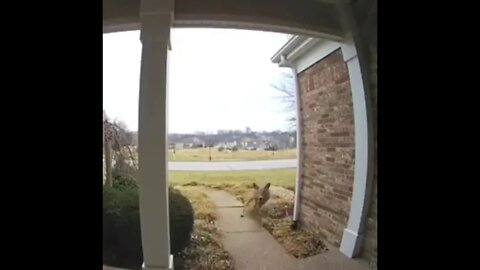 Damn kids always ringing the doorbell