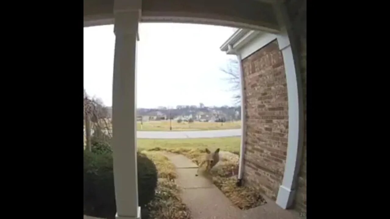 Damn kids always ringing the doorbell