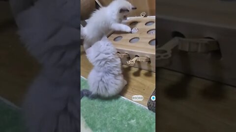 cute cat videos 😹 funny videos 😂 499 😻