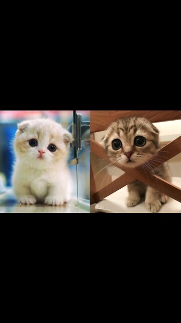 cute cat funny video