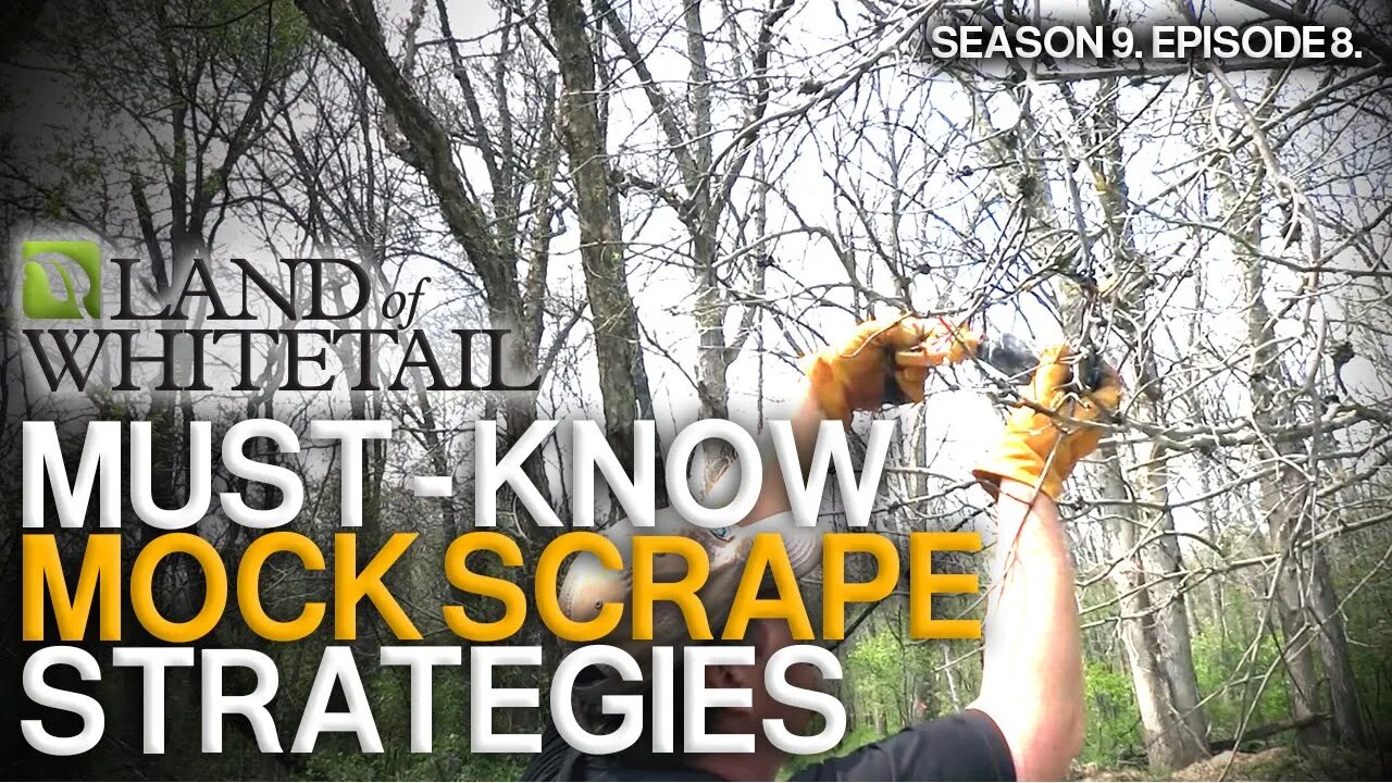 The Truth About Mock Scrapes | Land of Whitetail