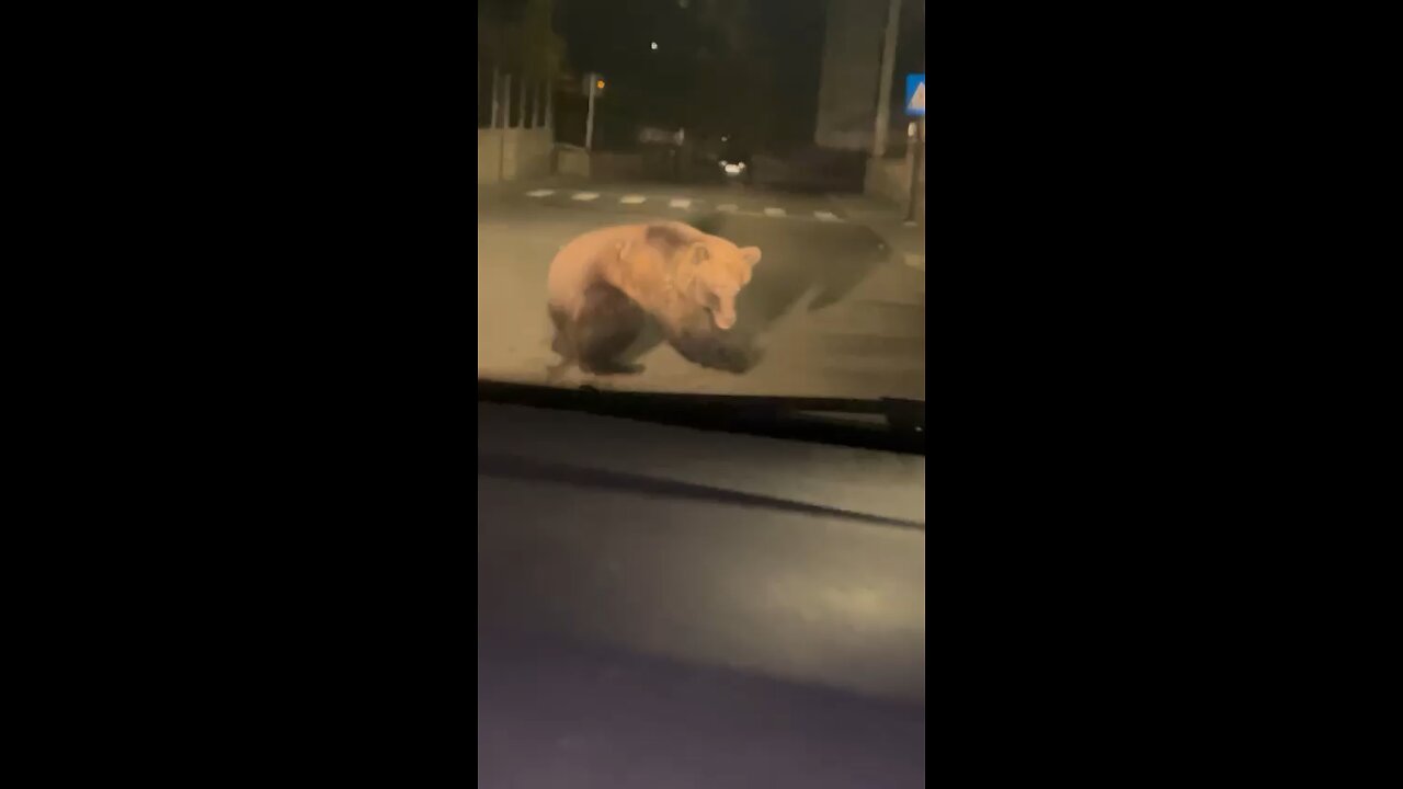 Bear hunted by car in Nehoiu, Romania