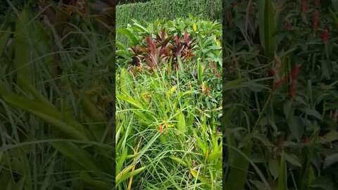 Beautiful flowers