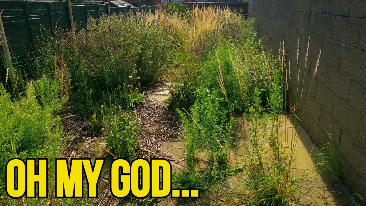 JUNGLE GROWING OUT OF PAVERS!! | FREE YARD CLEANUP (I Broke My Tools & My FOOT!)