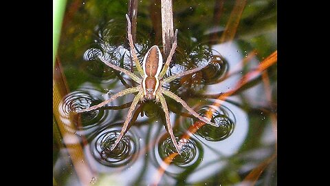 Raft Spider or Fishing Spider