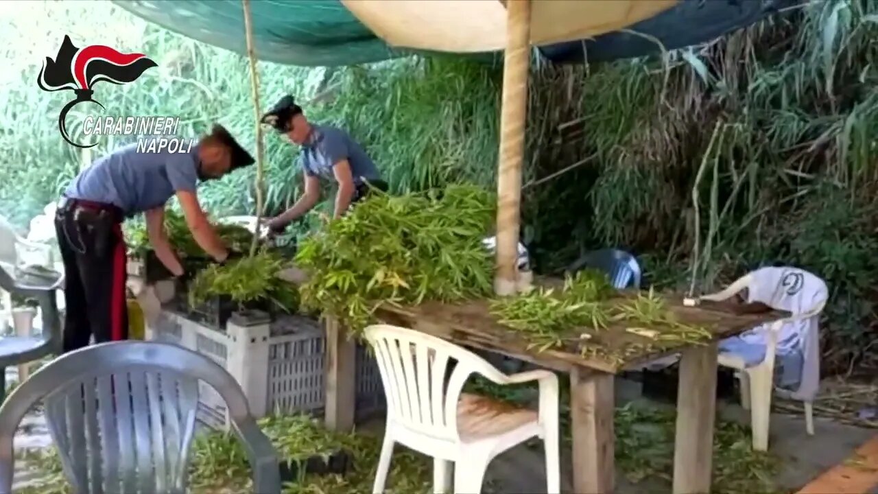 Piantagione di cannabis con oltre 600 piante scoperte dai carabinieri a Licola: arrestato 62enne