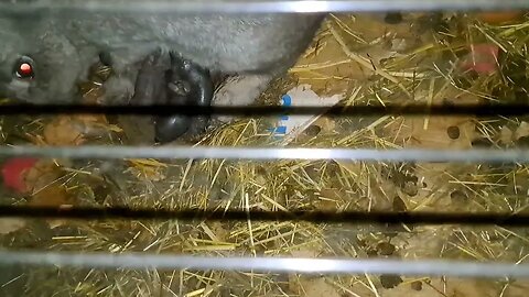 Newborn baby Blue Vienna Rabbits Black Vienna Bunnies. Pasgeboren Blauwe Wener konijnen konijntjes