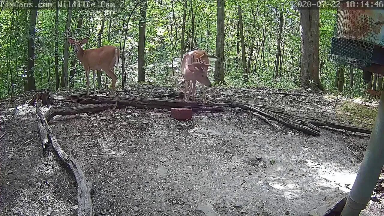 The big boys come for dinner 7 22 20