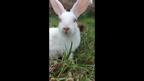 Cute Rabbit 🐰 😍