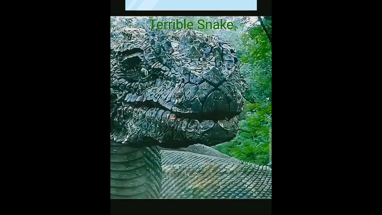 Terrible Snake☠️☠️🫠🫠