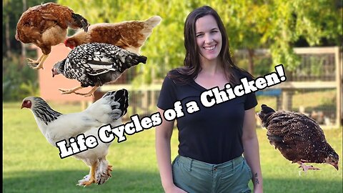 The 5 Cycles of a Chickens Life