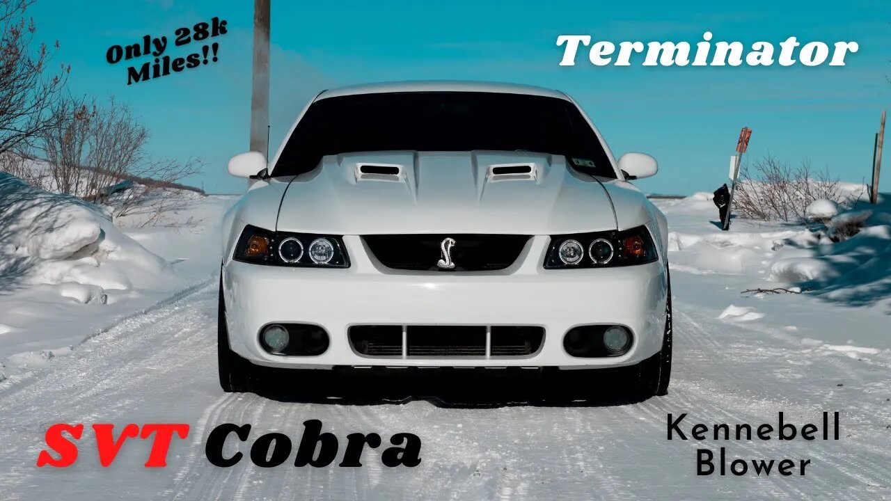 I FOUND MY DREAM CAR - 2003 SVT Cobra - "Terminator"