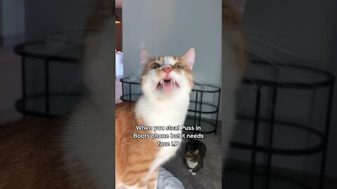 OMG So Cute Cats ♥ ,Cute & Funny Cats Doing Funny Things_OMG Cute & Funny Cats