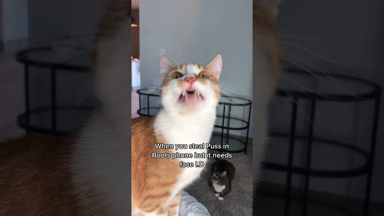 OMG So Cute Cats ♥ ,Cute & Funny Cats Doing Funny Things_OMG Cute & Funny Cats