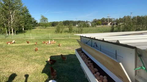 Homemade rollaway nest box in action