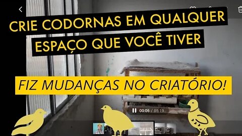 DÁ PARA CRIAR CODORNAS EM QUALQUER ESPAÇO/ FIZ MUDANÇAS NO CRIATÓRIO/ VIVER DE CODORNA