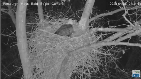 Hays Eagles family sleeps critters don't 2020 04 05 214127